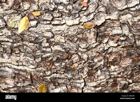 Dark Tree Bark Texture Stock Photo Alamy