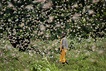 禍不單行！4000億隻非洲蝗蟲逼近中國邊境