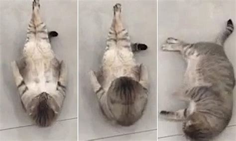 Youtube Video Shows Cat Doing Sit Ups Before Exhausting Itself Daily