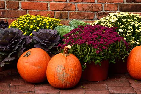 From Pumpkins To Mums How To Pick Fall Favorites And