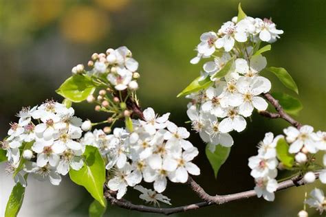 Triangle Land Conservancy Species Spotlight The Invasive Callery Pear