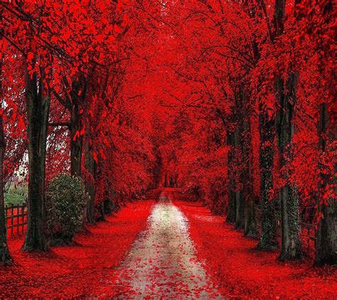 Red Autumn Nature Photos Landscape Photography Red Tree