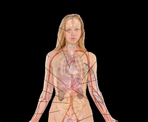 Female Anatomy Of Human Body