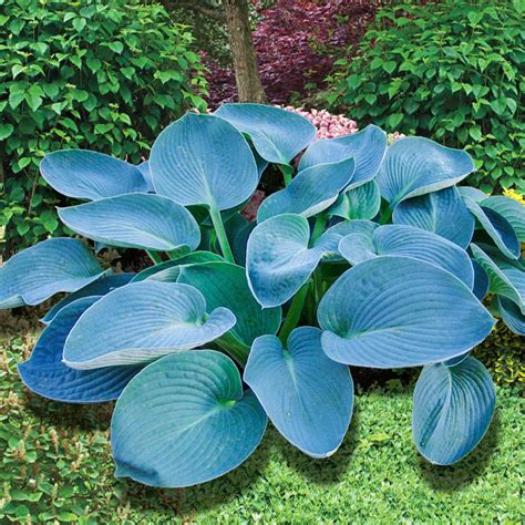 Blue Hostas Plants