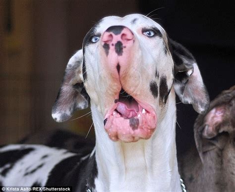 The Gurning Great Dane Finnish Dog Owner Captures Hilarious Facial