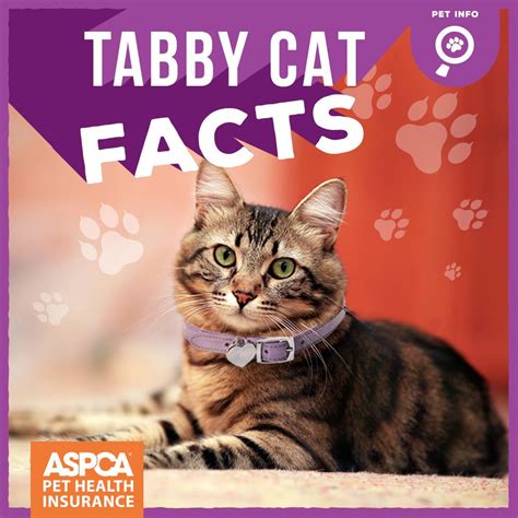 Tabby Cat Facts Cats Outdoor Cats Cat Facts