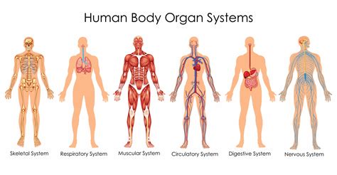 Respiratory System Main Organs Hot Sex Picture