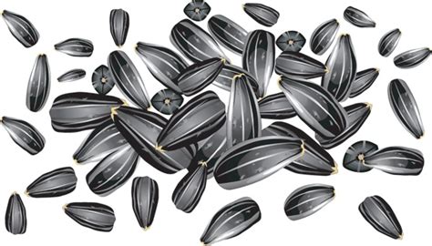 Sunflower Seed 20544 Free Eps Download 4 Vector