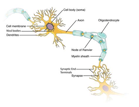 122 Nervous Tissue Anatomy And Physiology