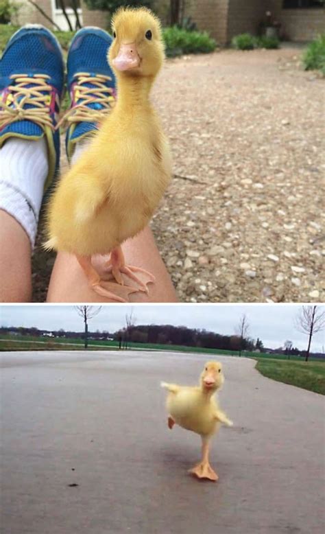 35 Totally Blessed Duck Images To Make You Smile In 2020 Cute Baby