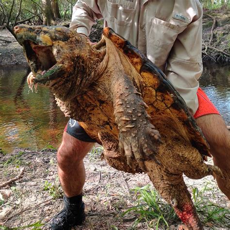 100 Pound Male Suwannee Alligator Snapping Turtle Macrochelys
