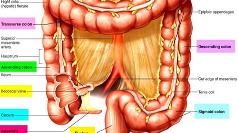 Appendix Anatomy