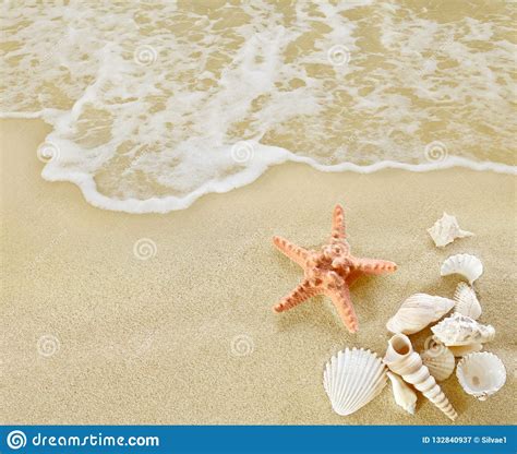 Starfish And Shells On Sandy Beach Stock Image Image Of Relax