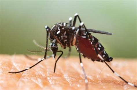 How To Protect Yourself From The Tiger Mosquito Ace Mind