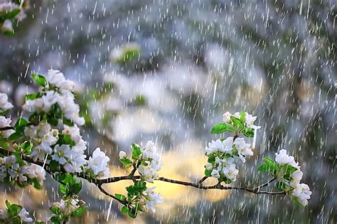 Premium Photo Spring Rain In Blooming Garden Concept Freshness