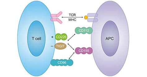 An Overview Of Cd And Its Promising Role In Cancer Immunotherapy