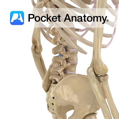 Lumbar Vertebra L3 Lamina Pocket Anatomy