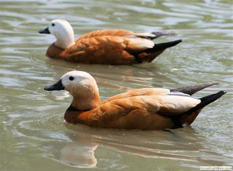 Identify Types Of Shelducks Photos Of Shelduck Wildfowl Photography