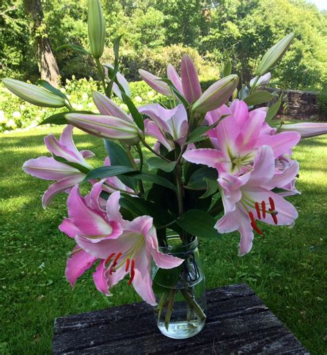 A Vase Full Of Fragrant Lilies On A Hot Midsummer Dayis A Good