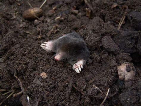 How To Get Rid Of Moles From Your Garden Garden Pest Moles Urban