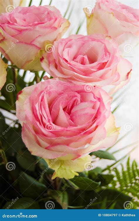 Bouquet Of Tender Pink Roses Stock Image Image Of Color Close 10804797