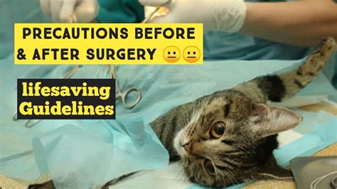 Cat Spay And Neute Aftercare Precautions Before And After Cat Surgery