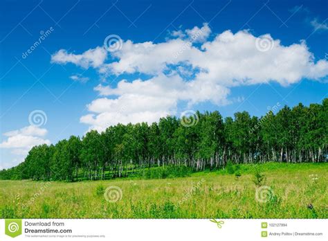 Deep Blue Sky Over Birch Forest And Meadow Stock Photo Image Of Hill
