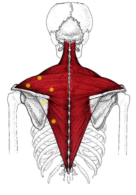 De musculus trapezius of monnikskapspier is in de menselijke anatomie de ruitvormige spier boven op de rug.de monnikskapspier loopt van de schedelbasis tot aan het midden van de rug. Trapezius_mlm_nedre_muskel_trg - Zone44