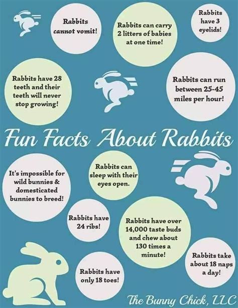 Fun Rabbit Facts Wild Bunny Rabbit Facts Bunny Care