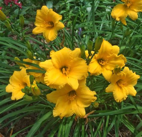 15 Perennial Flowers That Bloom All Summer Long Unassaggio