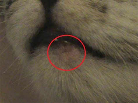 Strange Red Area On Cats Lower Lip Thecatsite