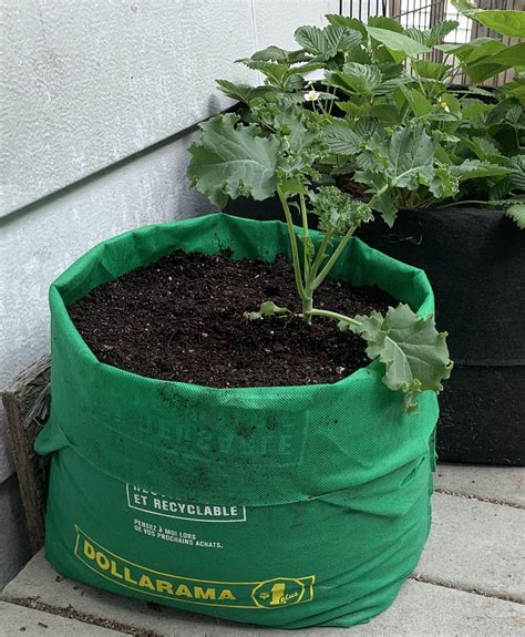 Reusable Grocery Bag Repurposed Into A Grow Bag Grow Bags Diy Grow