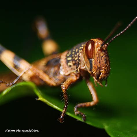 Hakeem Photography Brown Grasshopper