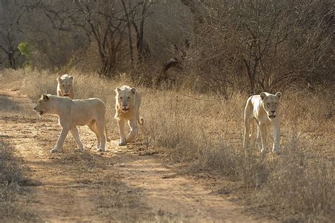 Global White Lion Protection Trust Saving The White Lions