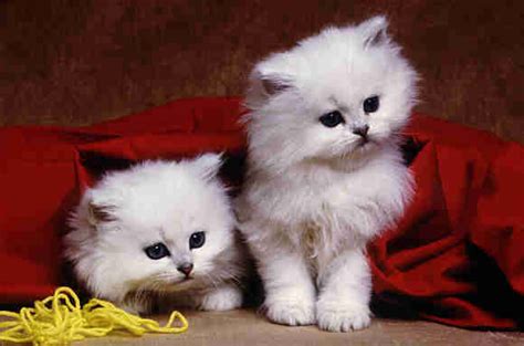 50 Beautiful And Cute Cat Pictures