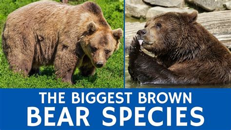 Grizzly Bear Vs Brown Bear Size