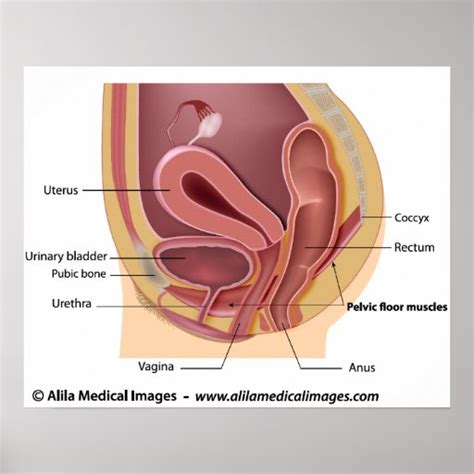 Female Reproductive System Labeled Diagram Poster Zazzle The