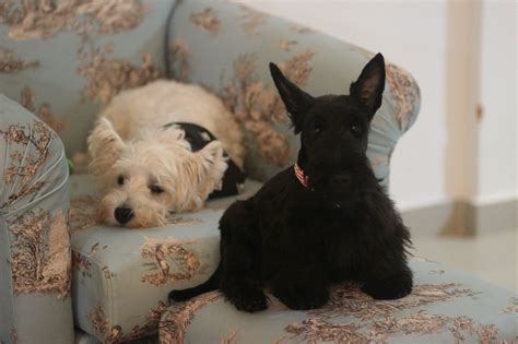 Scottie And Westie Scottie Dog Yorkie Scottish Terrier