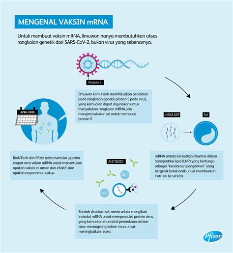 Pfizer is a premier innovative biopharmaceutical company, discovering, developing and providing medicines, vaccines and consumer healthcare products. Pfizer dan BioNTech Lakukan Uji Coba Program Vaksin mRNA ...