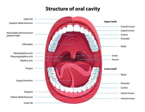 Oral Cavity Anatomy With Educational Labeled Structure Vector Images