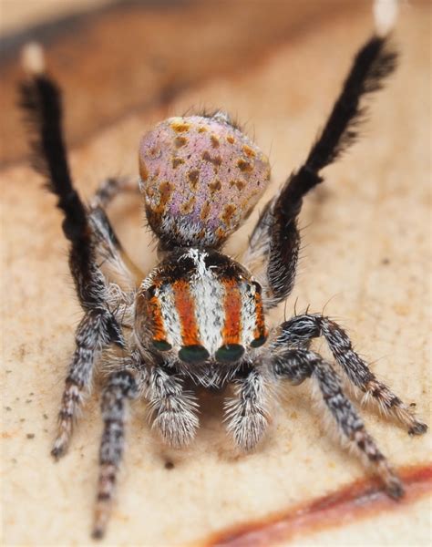 descubren siete nuevas especies de arañas pavo real ¡cuánta ciencia