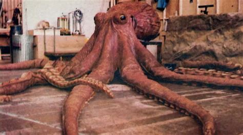 Giant Octopus The Goonies Monster Moviepedia Fandom Powered By Wikia