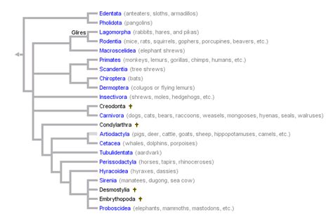 Zoology Who Are Humans Closest Relatives After Primates Biology