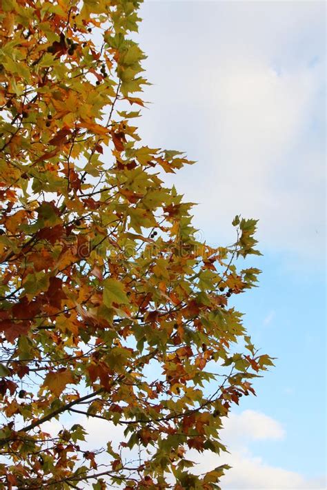 Norway Maple Tree Stock Photo Image Of Foliage October 152183802