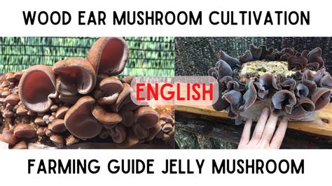 Wood Ear Cloud Ear Jelly Mushroom Cultivation Guide Auricularia