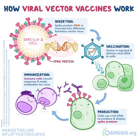 Osmosis On Twitter Viral Vector Vaccines Use A Harmless Virus To