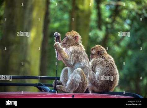 Woburn Safari Park Monkeys Hi Res Stock Photography And Images Alamy