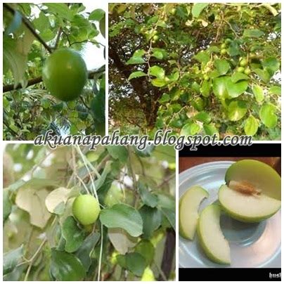 Assalamualaikum, we're currently upgrading waktu solat malaysia to better support new and current android os releases also to improve on performance and stability of this app. INFO BUAH BIDARA EPAL LAICI MALAYSIA BUBIPALAIMA | AKU ...