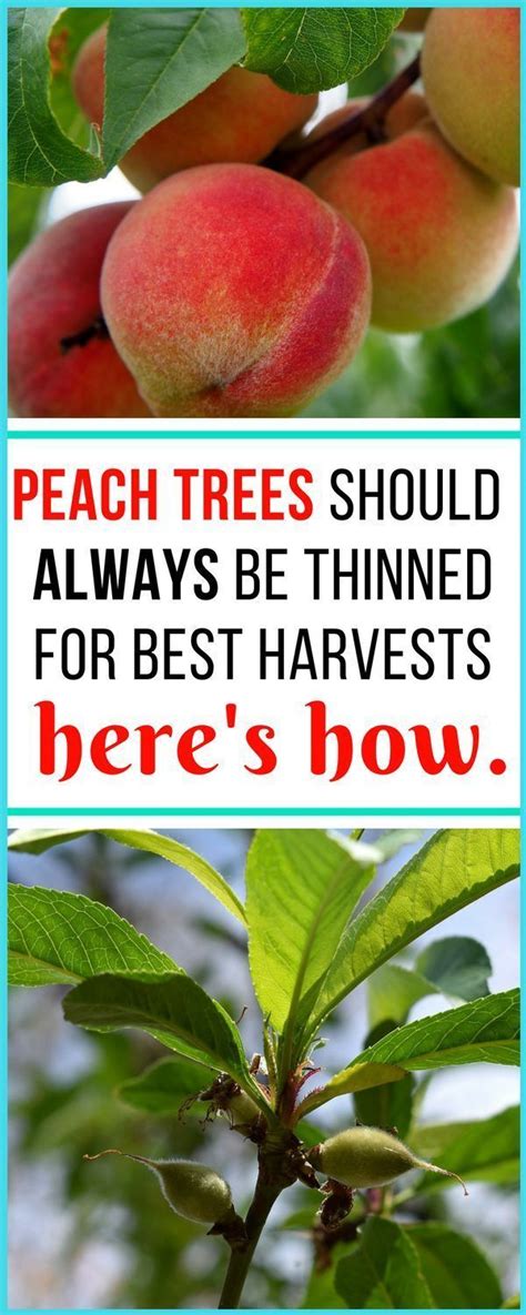 Последние твиты от peach tree health (@ipickpeach). How to Thin Peaches for Better Harvests & Healthier Trees ...