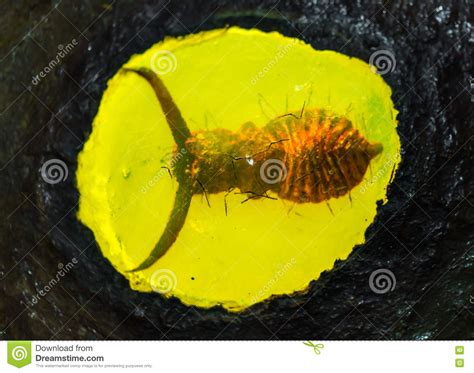 Fossilized Baltic Amber With Insect Inside Stock Photo Image Of